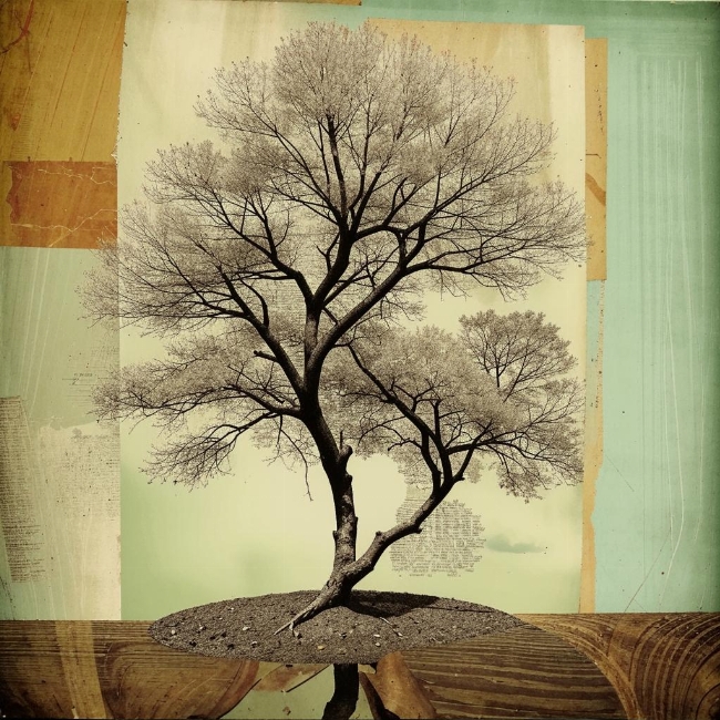 Одинокое дерево