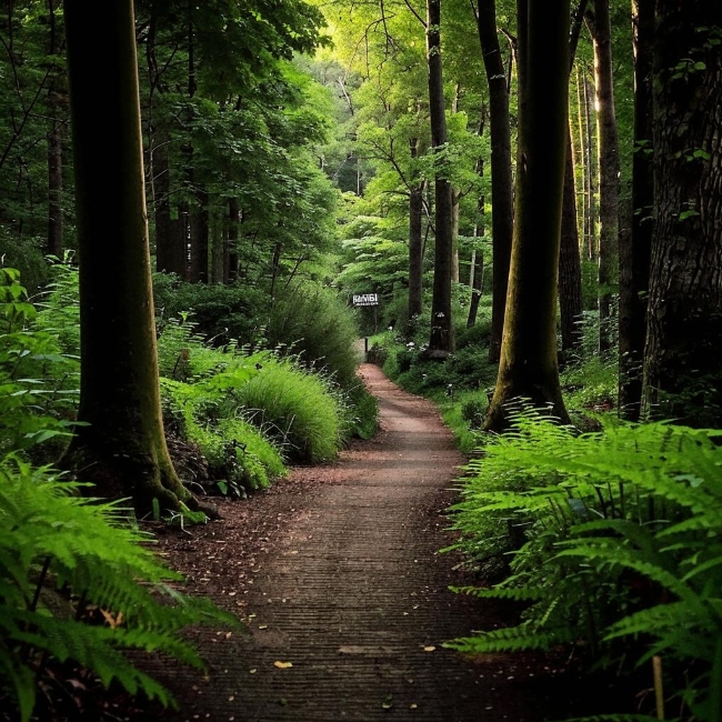 Лесная тропинка