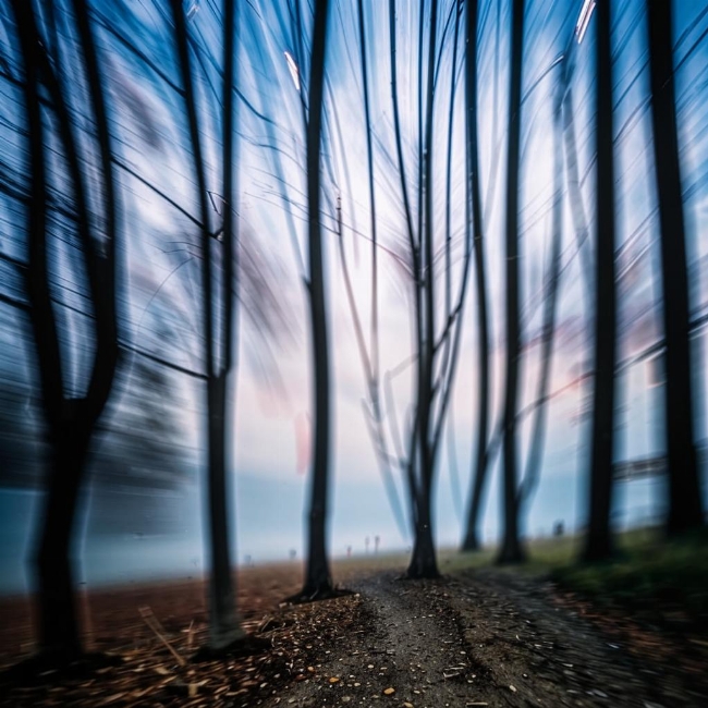 Деревья на ветру