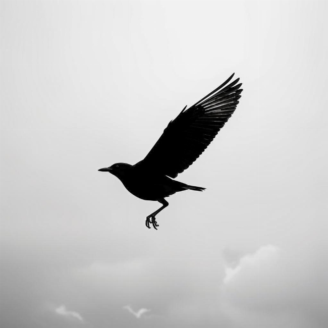 Летящая птица