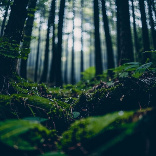 Таинственный лес